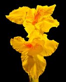 DUPLEX CANNAS by Jack DeLisle