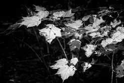 FALL LEAVES by Carl Shortt