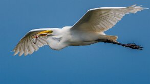 HE'S BEEN SPEARFISHING