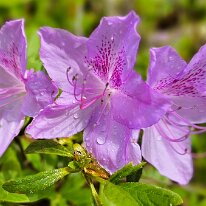 BEAUTIFUL AUTUMN ROYALTY AZALEAS by Kay McKinnis