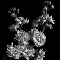 DELICATE BLOSSOMS by Jack DeLisle