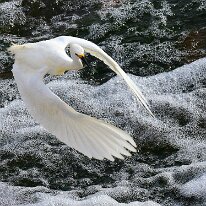 GRACEFUL FLIGHT by Joe Wilson