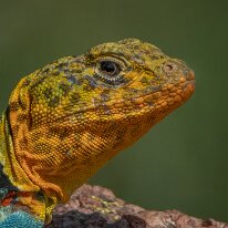 HE'S ROUGH AND SCALY