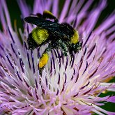 BUSY BEE