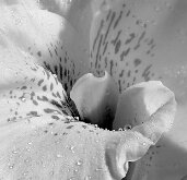 CANNA COSE-UP by Jack DeLisle