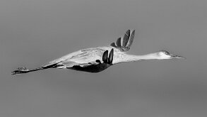 EFFORTLESS FLIGHT by Carl Shortt