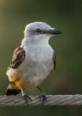 FLYCATCHER