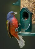 PAINTED BUNTING