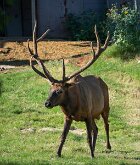 WRONG END OF THE HORNS