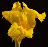 YELLOW SPLENDOR by Jack DeLisle