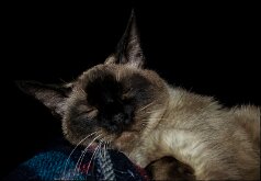 CONTENTED KITTY by David Nutter