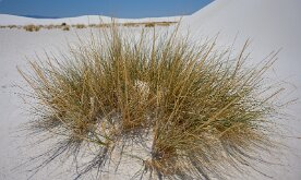 DESERT GRASS