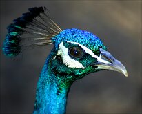 EYE-TO-EYE By Brent Babcock