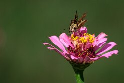 LITTLE SKIPPER by Bryan Hapke