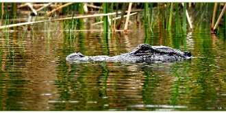 Lying In Wait by Sam Hyden