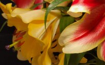 LEAN LEFT by Terran Tidwell