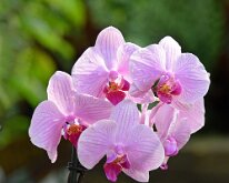 BACKLIT BEAUTY by Paul Johnson