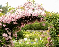 GARDEN by Julie Tang