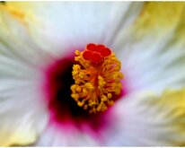 LOOKING INSIDE By Brent Babcock