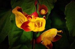 BLOOMS & BUD by Paul Johnson