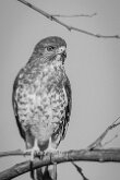 COOPER'S HAWK by Dennis Wigley