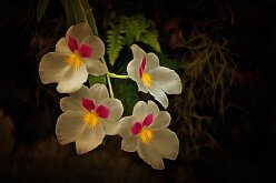 FLOWER CENTERS AGLOW by Paul Johnson