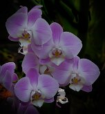 BEAUTIFUL ORCHID
