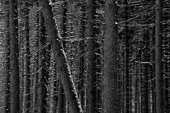 BLACK SPRUCE by Guy Lawyer