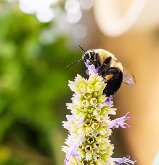 Bee At Lunch by Julie Tang