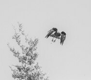 Crow by Julie Tang