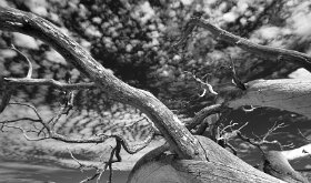 DEADWOOD by Joe Wilson