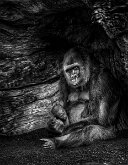 FIERCE TENDERNESS by Doyle Terry