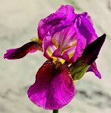 A BLOOM AND A BUD by Jack DeLisle