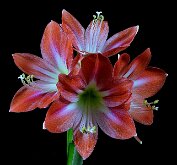 AMARYLLIS by Jack DeLisle