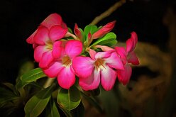BEAUTY IN PINK by Paul Johnson