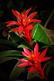 CRIMSON & GREEN by Paul Johnson