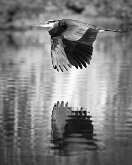 LOW OVER THE WATER
