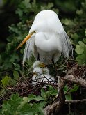 Momma Bird by Elizabeth Bluebird