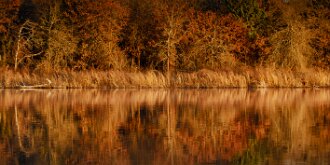 REFLECTIONS