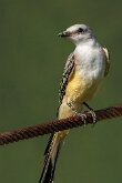 SCISSORTAIL ENJOYS HAVING CABLE
