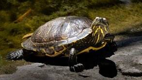 SOAKING UP THE SUN by Carl Shortt