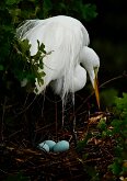 Waiting for my babies to hatch by Elizabeth Bluebird