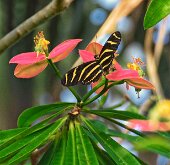 ZEBRA LONGWING BUTTERFLY by Jack DeLisle