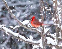 Cardinal by Julie Tang