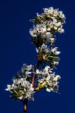 ENGLISH HAWTHORN