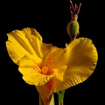 BLOOM AND SEED POD by Jack DeLisle