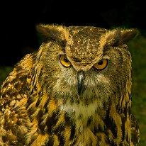 EURASIAN EAGLE OWL by David Nutter