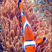 I FOUND NEMO by Don Risi