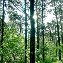 IN THE PARALLEL FOREST by Jack DeLisle