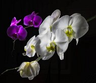 KISSED BY THE LIGHT by Doyle Terry